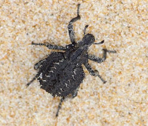 Brachycerus sp.
